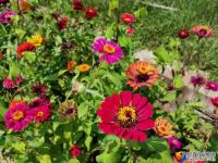 【醉美邵阳】台上村：百日菊点缀美丽乡村