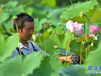  立秋时节忙采莲