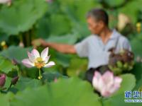  立秋时节忙采莲