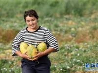  新疆瓜果飘香季 伽师瓜火热上市