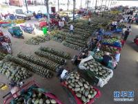  新疆瓜果飘香季 伽师瓜火热上市