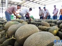  新疆瓜果飘香季 伽师瓜火热上市