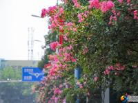 醉美邵阳：紫薇花开扮靓城市