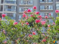 醉美邵阳：紫薇花开扮靓城市