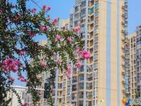 醉美邵阳：紫薇花开扮靓城市