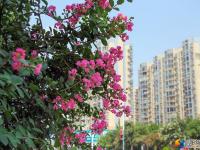 醉美邵阳：紫薇花开扮靓城市