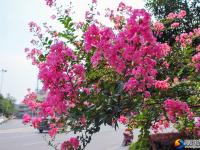 醉美邵阳：紫薇花开扮靓城市