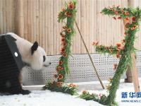  大熊猫思嘉的“生日派对”