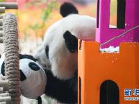  大熊猫思嘉的“生日派对”