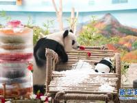  大熊猫思嘉的“生日派对”
