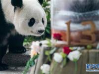  大熊猫思嘉的“生日派对”