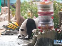  大熊猫思嘉的“生日派对”