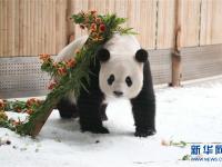  大熊猫思嘉的“生日派对”