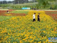  吉林长春：“畅游”花海