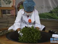  广西玉林：炒茶叶 赛技能
