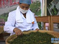  广西玉林：炒茶叶 赛技能