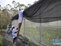  广西兴业打造香蕉、粉蕉无枯萎病健康二级种苗繁育基地