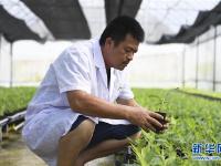  广西兴业打造香蕉、粉蕉无枯萎病健康二级种苗繁育基地