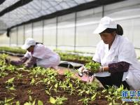  广西兴业打造香蕉、粉蕉无枯萎病健康二级种苗繁育基地