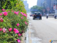 “绿化”送清凉