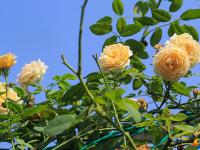 “绿化”送清凉