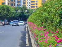 “绿化”送清凉