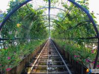 “绿化”送清凉