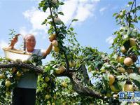  河北肃宁：特色梨果种植促农增收