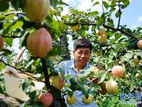  河北肃宁：特色梨果种植促农增收