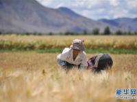  西藏粮仓 大地铺金