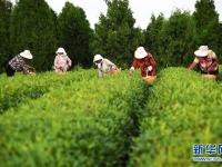  山东日照：秋茶采摘忙