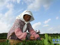  山东日照：秋茶采摘忙