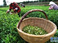  山东日照：秋茶采摘忙