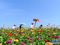  长春莲花山：花海醉游人