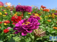  长春莲花山：花海醉游人