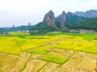 崀山稻谷飘香 机械收割忙