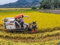 崀山稻谷飘香 机械收割忙