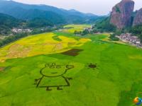 崀山稻谷飘香 机械收割忙