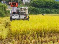 崀山稻谷飘香 机械收割忙
