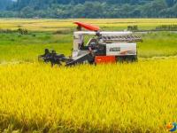 崀山稻谷飘香 机械收割忙