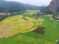 崀山稻谷飘香 机械收割忙