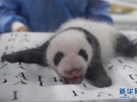  旅比大熊猫幼仔满月