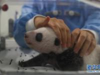  旅比大熊猫幼仔满月