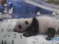  旅比大熊猫幼仔满月