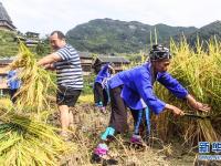  苗乡欢庆丰收节