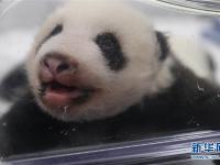  可爱的大熊猫三兄妹