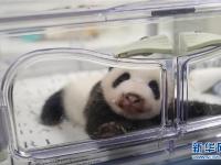  可爱的大熊猫三兄妹