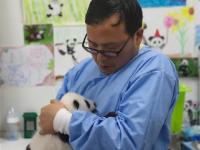  可爱的大熊猫三兄妹
