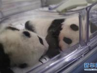  可爱的大熊猫三兄妹