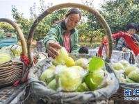  河北永清：鸭梨飘香助农增收